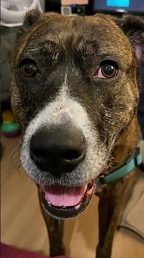 Meet Baby! 🐕 A 6.5 y/o Pitbull/Boxer Mix in California who is looking for her new home! 🐾