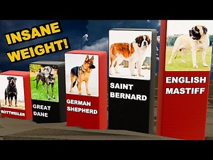 World's HEAVIEST Dogs | Real Weight Comparison | Giant Dog Breeds
