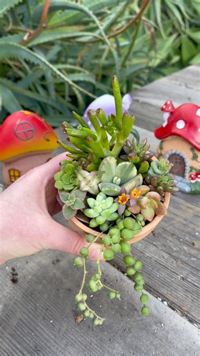 12K views · 239 reactions | Let’s make a mini succulent design  | Unique Succulent Designs | Facebook
