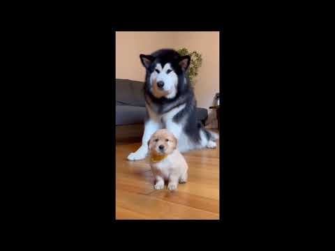Funniest Dog Moments Ever 😂 | Husky & Malamute Funny Clips Compilation Part 2