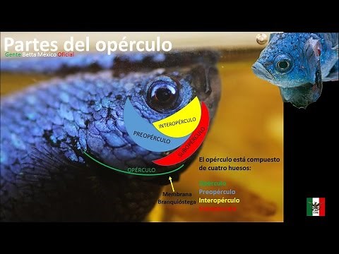 GENTE BETTA MÉXICO OFICIAL El Opérculo sus partes y sus funciones