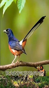 MURAI BORNEO | Epic Tropical Birdsong From Indonesia’s Deep Jungle – Pure Nature Serenity #birdsong