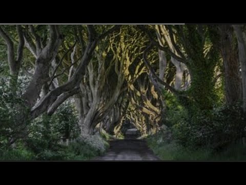 The Dark Hedges Game of Thrones, Lord of the Rings, Harry Potter film location, Northern Ireland