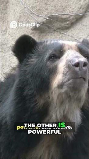 Rare Andes Animals: Mountain Tapir & Spectacled Bear Survival