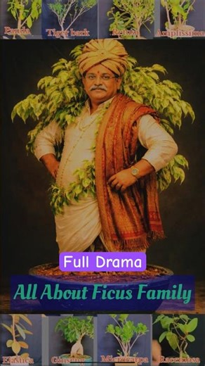 15 Ficus Plants Every Gardener MUST Have! Care & Identification Guide🌱#planttransformation #garden