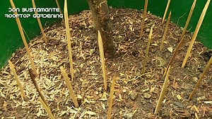 TIPS SA GARDENING KAPAG MADALAS ANG ULAN. #donbustamanterooftopgardening | Don Bustamante's Rooftop Gardening