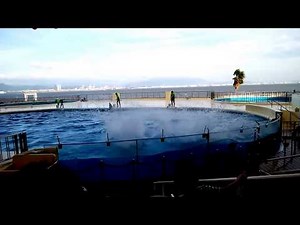 マリンワールド海の中道 「イルカショー」MARINE WORLD