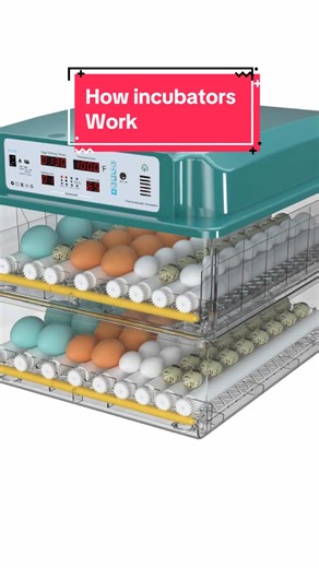 How Egg Incubators Operate in Poultry Farming