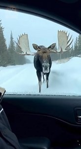 Wild Animal Encounters on Reels