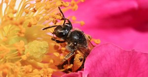 How a group of researchers trained bees into solving simple maths problems