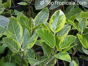 Ficus altissima - Alchetron, The Free Social Encyclopedia