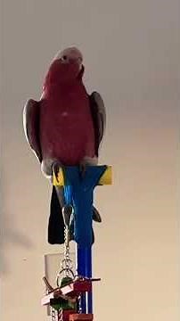 Non stop talking galah 💕 #nonstoptalkingparrot #talkinggalah #galahcockatoo #talkingcockatoo