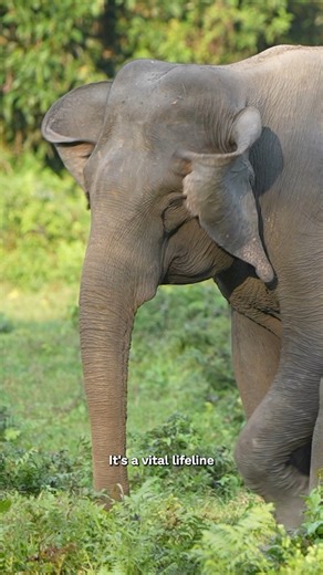 SCIENTIFIC BREAKTHROUGH FOR ELEPHANTS! 🧬🐘 We’ve created the world’s first vaccine for a deadly disease that’s one of the biggest threats to elephants globally 🌍 The vaccine has been proven to be safe and effective at fighting EEHV, following a scientific trial. We're now one step closer to eradicating this awful disease… and we couldn’t have done it without you and your kind donations to our Never Forget campaign 🫶 The next step? With your support we want to roll this out and provide this vi