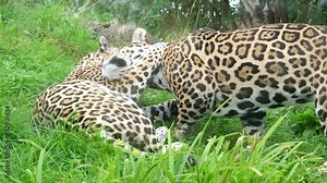 Jaguar couple in love. Female lying on the grass, male animal entering the frame, comes close and lies next to her. Female jaguar cuddling and hugging male and then he walks away.