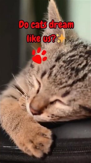 That Adorable Cat Twitch Means Something #CatDreams #CatFacts