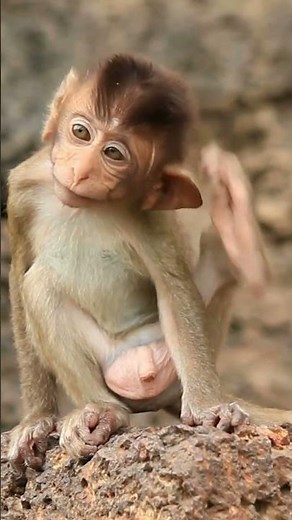 A cute baby monkey scratching its head in front of the camera I Nature Life