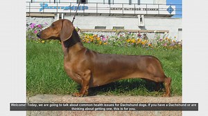 Common Health Issues in Dachshunds: What Every Owner Should Know