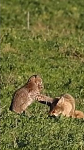 Bobcat vs Coyote #bobcat #coyote #wildlife #predator #homesteading #farm #dogvscat #animals #hunting