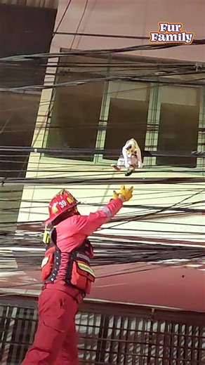 When a cat got tangled on a high wire in Cusco, Peru, the whole neighborhood stopped to help. Two women stretched a blanket below as firefighters raced in — one climbing up and gently tugging the wire until the terrified cat was finally safe. A small rescue, but a big moment of heart. ❤️🐱 Thanks to @yahasvill for capturing this heartwarming rescue! 🐾 Always call your local fire department or animal rescue if you see an animal in danger. #CatRescue #Firefighters #AnimalRescue | The Pet Collecti