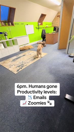 The Zoomies: When Productivity Drops and Fun Rises!