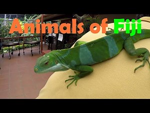 Animals in Fiji, Iguanas, Parrots,Bats,Sea turtle,Hawk,Stingray,Sea Cucumber,Feeding fish