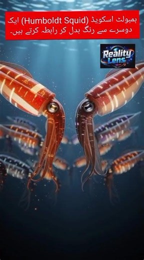Squid That Talks With Colors |Reality Lens