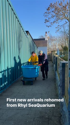 😍 We have some new arrivals! 🦈 With the sad permanent closure of SeaQuarium Rhyl at the end of last year, we are rehoming all their native fish 🐠🐟 Earlier this week we transported the first lot of large animals, all sharks and rays, from Rhyl to our exhibit tanks here, where they have been introduced into our Big Fish Forest and shark and ray pool. They all look very happy in their new home! 😁This was an epic task as you can imagine, planned over several weeks and involving complicated vet