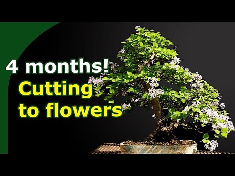 Rooting Lilac cutting! (How to expertly propagate Bonsai tree species)