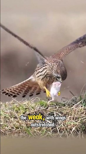 The White Mouse is Helpless, the Eagle Conquers in a Flash!#EagleVsNature #MightyHunter