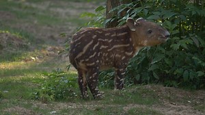 13K views · 459 reactions | Here's an extra ray of sunshine on this perfect sunny day. Today our baby tapir, Frida explored her habitat for the first time with mom. We hope you can stand the cuteness. Don't say we didn't warn you. #firstdayofspring | Houston Zoo | Facebook