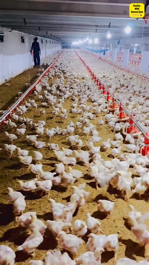 Poultry Farming: Tips and Tricks for Success