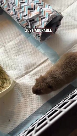 Meet the Teddy Guinea Pig, known for its short, dense, and plush fur that feels similar to a teddy bear! 📩 DM or Contact 65 8738 2493 to book an appointment. 📍 Lavish Pet Centre 1 Rochdale Rd, S535814 🕒 Open daily from 11am–7pm (Closed on Tuesdays) #LavishPetCentre #FluffyAndFabulous #Sgcavies #TeddyPigs #SgGuineaPigs #Sgpets #SmallAnimals | Lavish Pet Centre