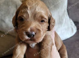 Sproodle puppies - £1,200