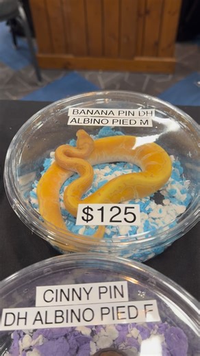 6.2K views · 1.2K reactions | Which is your favorite? 樂 #repticon #reptileshow #reptileexpo #exoticpets #ballpythons | Repticon | Facebook