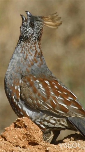 best quail voice||quail sound||male quail calling female quail