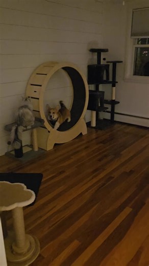 Playful Cat on Wheel: A Fun Workout Moment