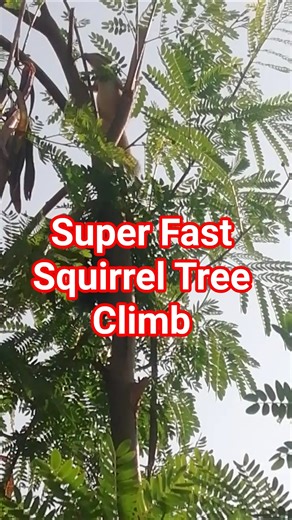 You Won't Believe How Fast This Squirrel Climbs #shorts #shortfeed #ytshorts #forest #squirrels