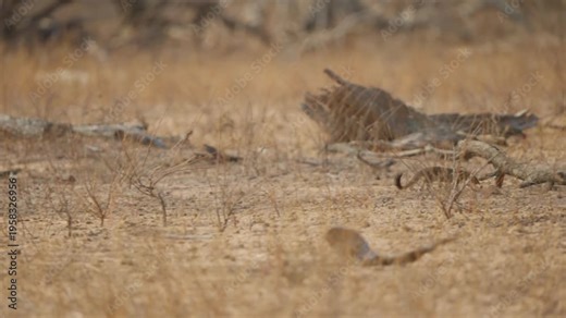 Slender mongoose in Kruger National Park moves across dry savanna, tracked from behind at ground level. Natural behavior, wildlife documentary scene in South Africa.