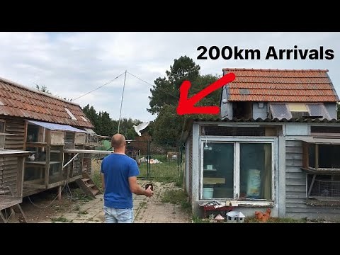 Belgian Racing Pigeons : Fast Arrivals 100km and 200km Pigeon Races