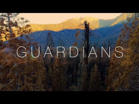 This is what a giant Sequoia grove ravaged by wildfire looks like