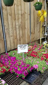 Tropicals fresh from Florida! And ....our famous London Bridge geraniums. | London Bridge Greenhouses & Nursery