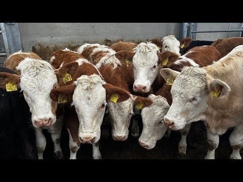Weighing & Clipping Calfs Live