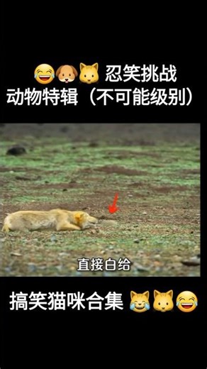 Alien Funny Cats Suitcase Traps!