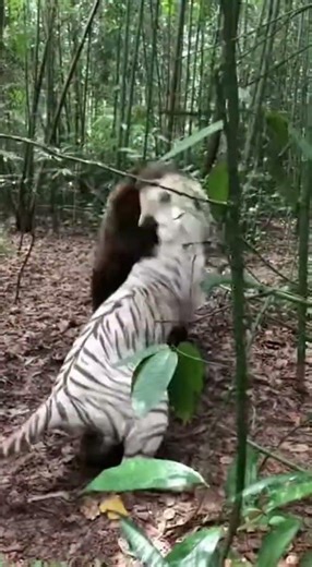 White Tiger vs Bear… An Unbelievable Clash 😳🐅#animals #tiger #viral