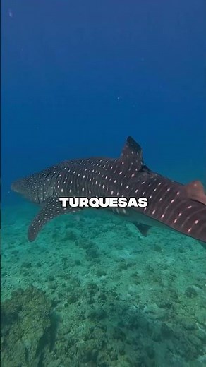 Viajar a Maldivas una Aventura en el Paraíso