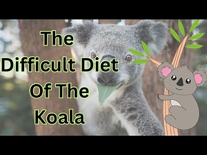 The Difficult Diet Of The Koala