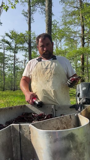 365K views · 8.2K reactions | Just a monster crawfish caught out the Atchafalaya basin咽咽咽咽咽咽 | Chris Cortez | Facebook