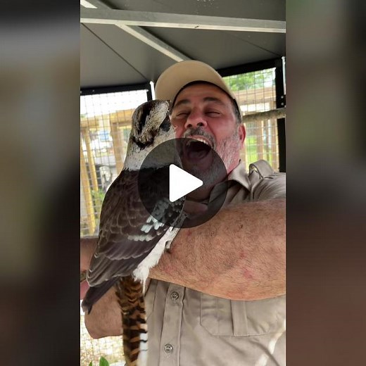 This kookaburra, thinks he is a funny bird 😂 #funny #laughing #australian #bird #haha