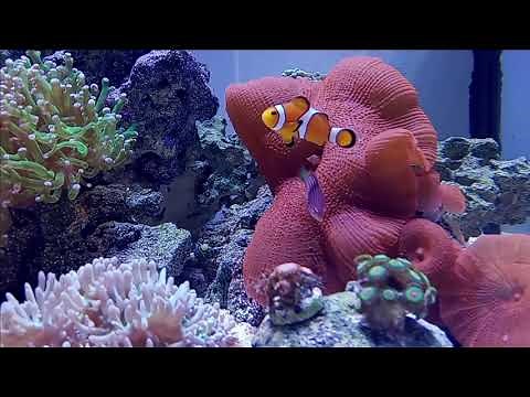 Our reef friendly 6-line wrasse fact and care sheet