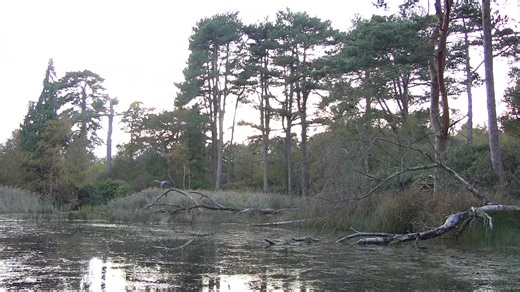 The goshawk really has been a star this series ⭐️ Here they are having a go at a heron 🧡 🔊 sound on! #Autumnwatch | BBC Springwatch